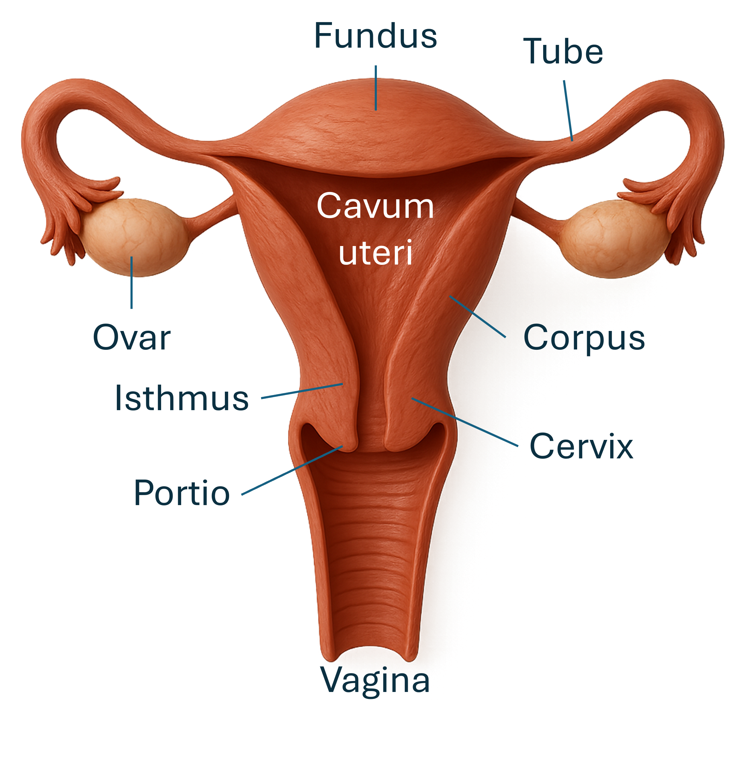 Uterus Schema